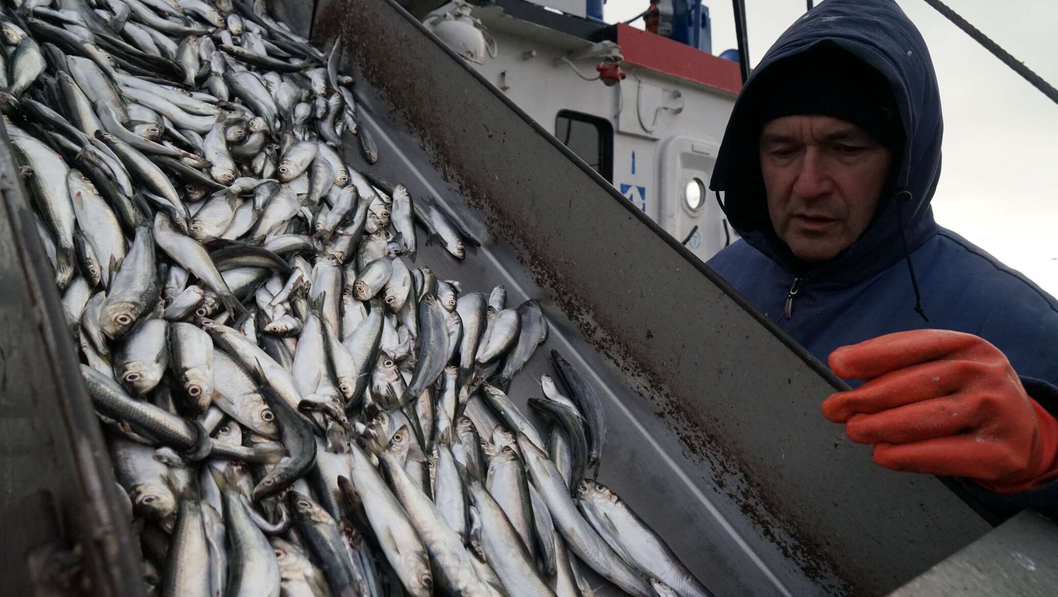 Ловля кильки. Лов рыбы в Балтийском море. Промысел кильки. Рыбная промышленность Эстонии. Добыча рыбы.