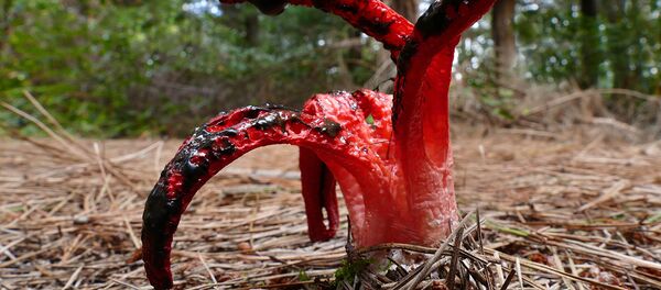 Гриб Пальцы Дьявола (Антурус Арчера)  Гриб Пальцы Дьявола (Антурус Арчера)  - Sputnik Latvija