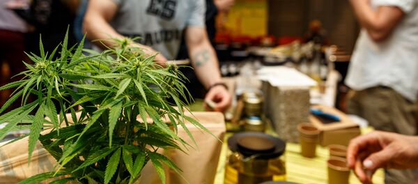 Ассортимент товаров из конопли с каждым годом растет - Sputnik Latvija