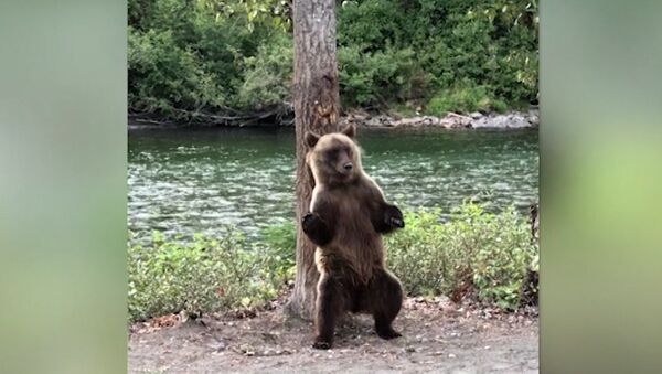 Американца удивил странный танец медведя в лесу - Sputnik Latvija