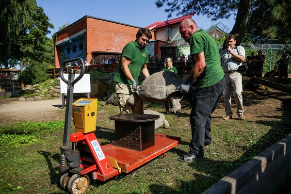 Традиционное взвешивание галапагосских черепах в Рижском зоопарке - Sputnik Латвия