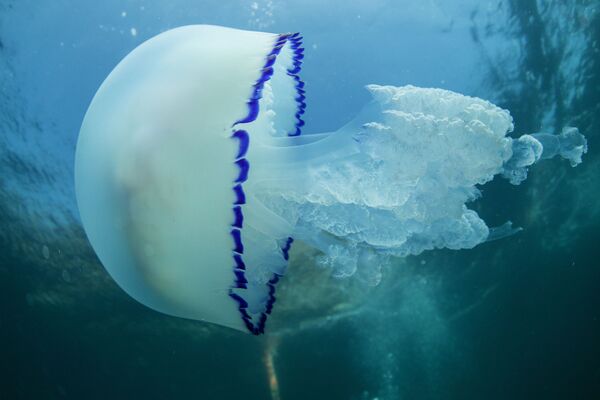 Медуза Корнерот на морском дне возле мыса Меганом, Крым - Sputnik Латвия