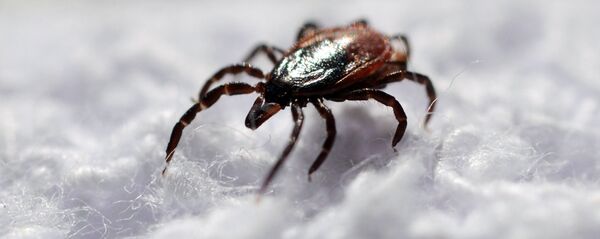 Ērce Ērce - Sputnik Latvija