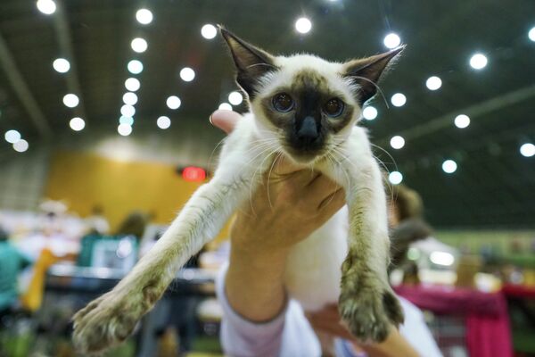 Выставка кошек в зале Сконто - Sputnik Латвия