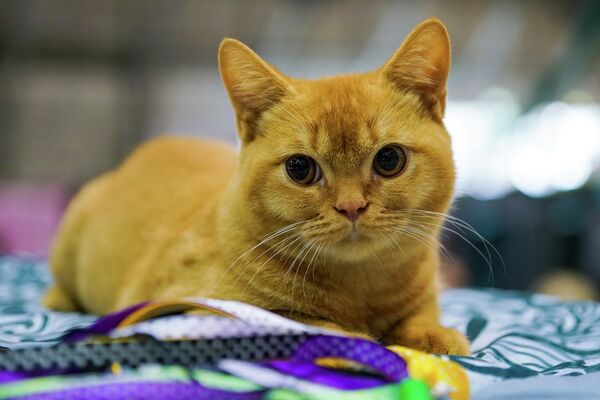 Выставка кошек в зале Сконто - Sputnik Латвия