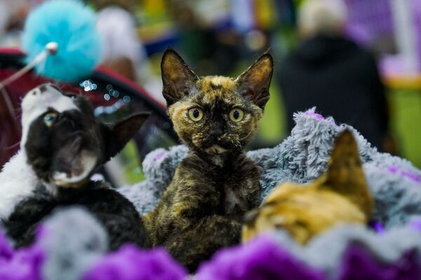 Международная выставка кошек в Риге - Sputnik Латвия