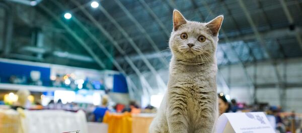 Британская кошка - Sputnik Latvija