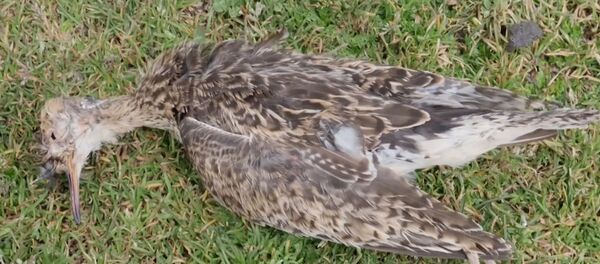 Putnu masveida pašnāvība Ekvadorā - Sputnik Latvija