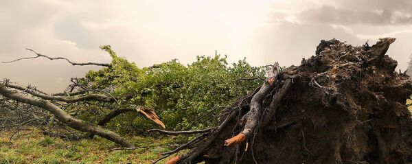 Поваленное дерево Поваленное дерево - Sputnik Latvija