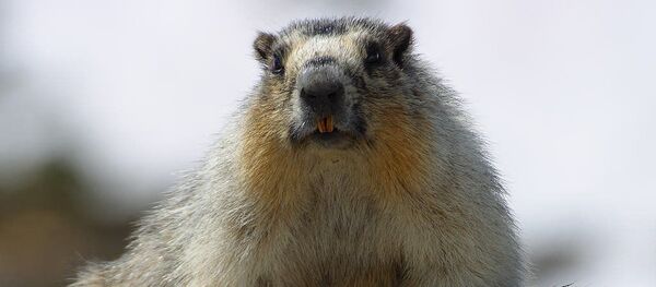 Сурок - Sputnik Латвия