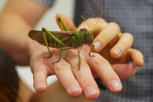 Город засыпает, просыпаются ученые: Ночь науки в Латвии Город засыпает, просыпаются ученые: Ночь науки в Латвии - Sputnik Латвия
