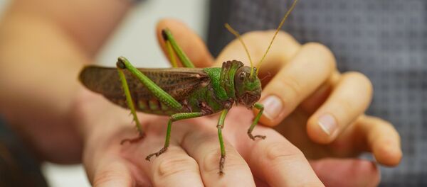 В руке сидел кузнечик. Факультет биологии В руке сидел кузнечик. Факультет биологии - Sputnik Латвия