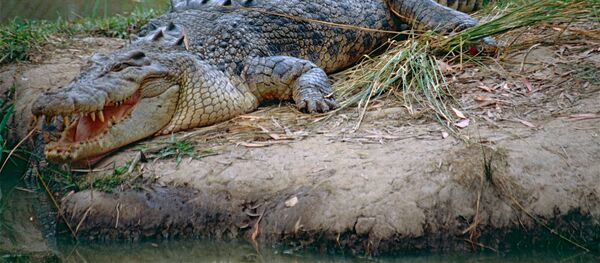 Соленоводный крокодил - Sputnik Латвия