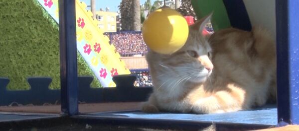 Мяу-парк для бездомных кошек в Турции - Sputnik Latvija