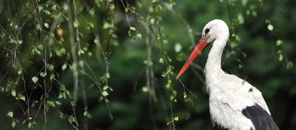 Белый аист Белый аист - Sputnik Латвия