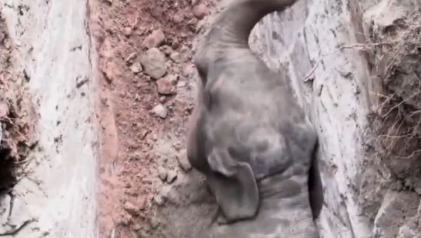 Слоненок выбрался из колодца по отвесной стене - видео - Sputnik Латвия