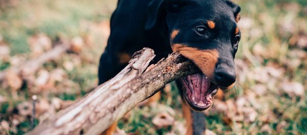 Kucēns Kucēns - Sputnik Latvija