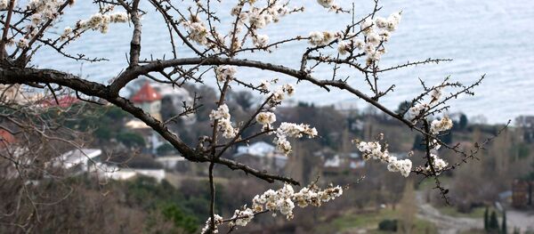 Весна в Крыму. Архивное фото - Sputnik Латвия
