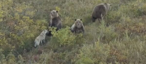 Suns un lači - Sputnik Latvija