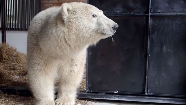 Спасение белого медведя - Sputnik Латвия