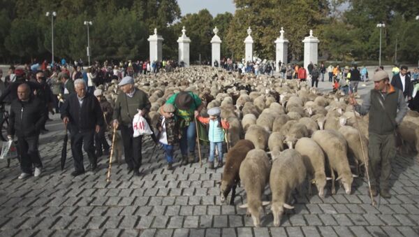 Тысячи овец и баранов прошли по центру Мадрида - Sputnik Латвия