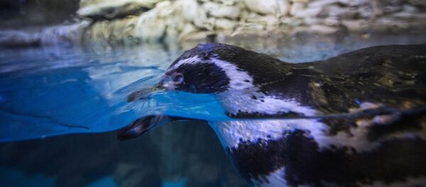 Дубайский Океанариум и подводный зоопарк - Sputnik Латвия