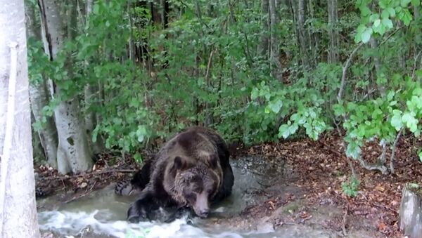 Туристы сняли на видео умывание бурого медведя в лесной речке - Sputnik Латвия