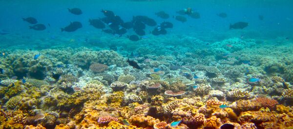 Большой Барьерный риф в Австралии Большой Барьерный риф в Австралии - Sputnik Latvija