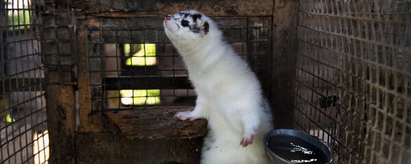 Норка в клетке на экспериментальной звероферме  - Sputnik Latvija