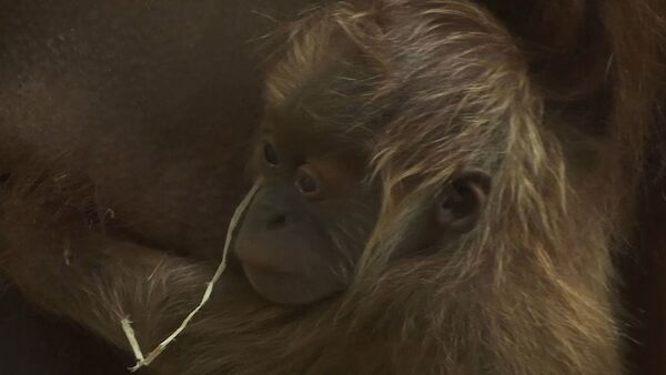 Vācu zoodārzs parādīja jaundzimušo orangutanu - Sputnik Latvija