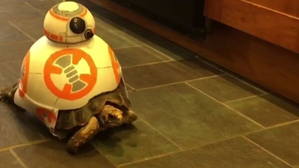 Дети превратили черепаху в дроида - видео - Sputnik Латвия