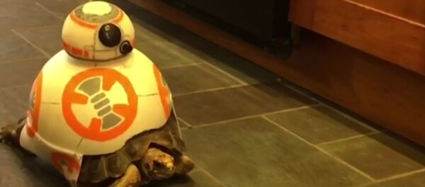 Дети превратили черепаху в дроида - видео - Sputnik Латвия