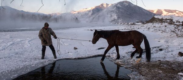 Мужчина привел коня на водопой на реке Катунь близ села Тюнгур в Усть-Коксинском районе Республики Алтай - Sputnik Латвия