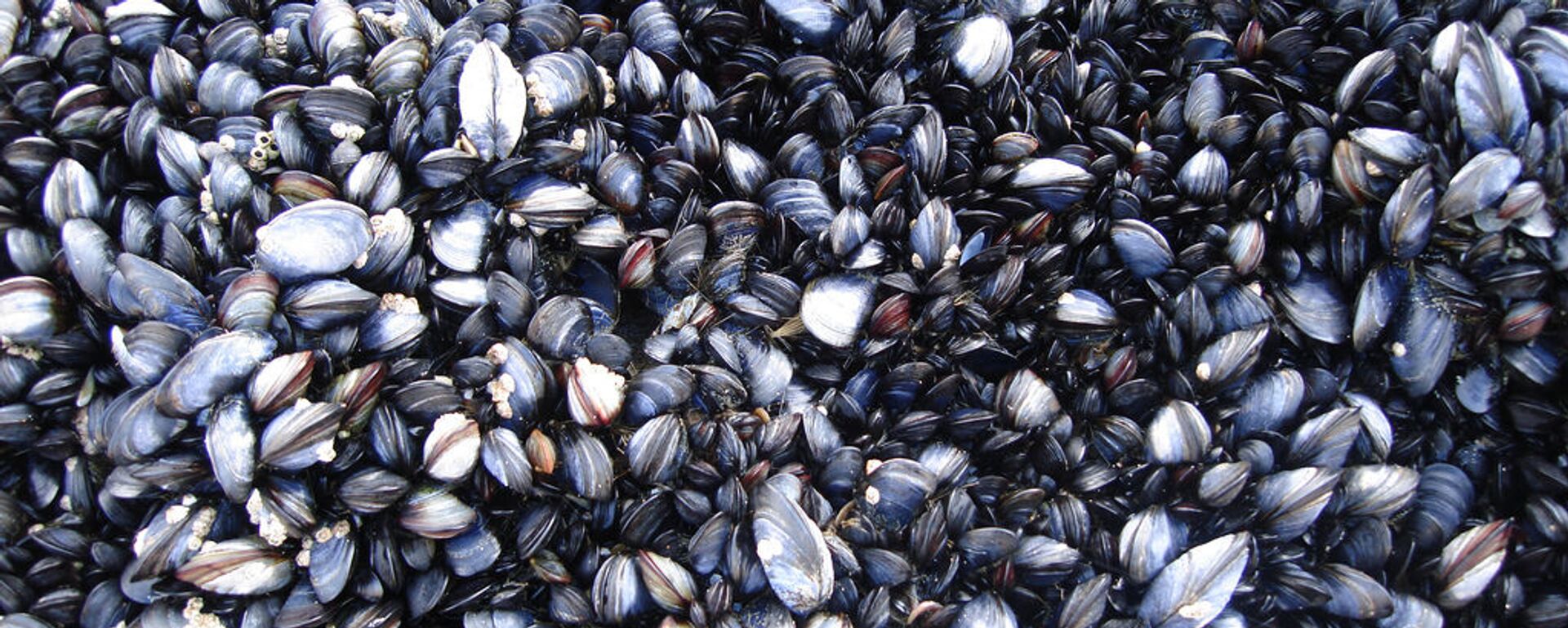 Мидии - Sputnik Латвия, 1920, 08.11.2018