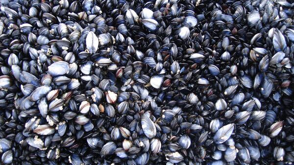 Мидии - Sputnik Латвия